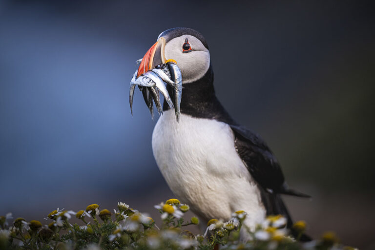 Skomer - 6 Marie-Catherine copie