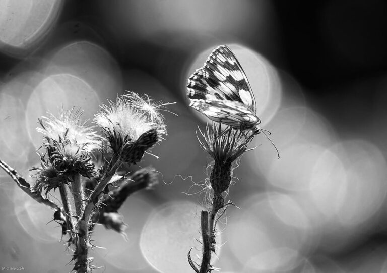 Un demi Deuil en N&B